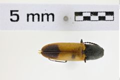 Foto (Dorsalansicht) von Gambrinus mirus (NHMW-ZOO-COL-0008586)